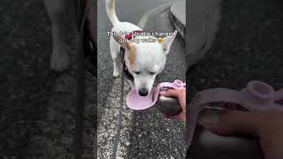 This has changed my dog walks forever 🐾 🐶 #pets #giftideas #dogmom