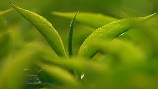 Tea plantations of Munnar, Morning view, travel destination, Idukki, Kerala