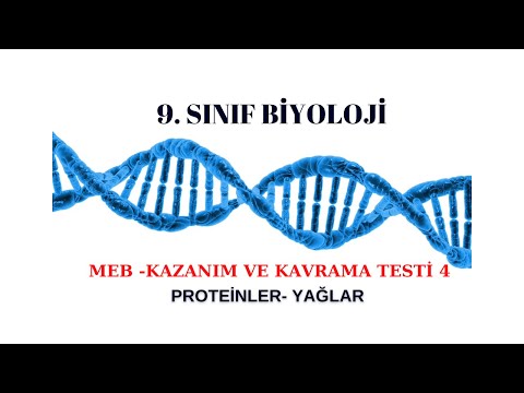 4) 9.SINIF BİYOLOJİ- MEB Kazanım Testi 4 (YAĞLAR-PROTEİNLER)
