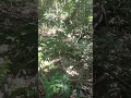 beautiful jungle time #beautiful #jungle #music