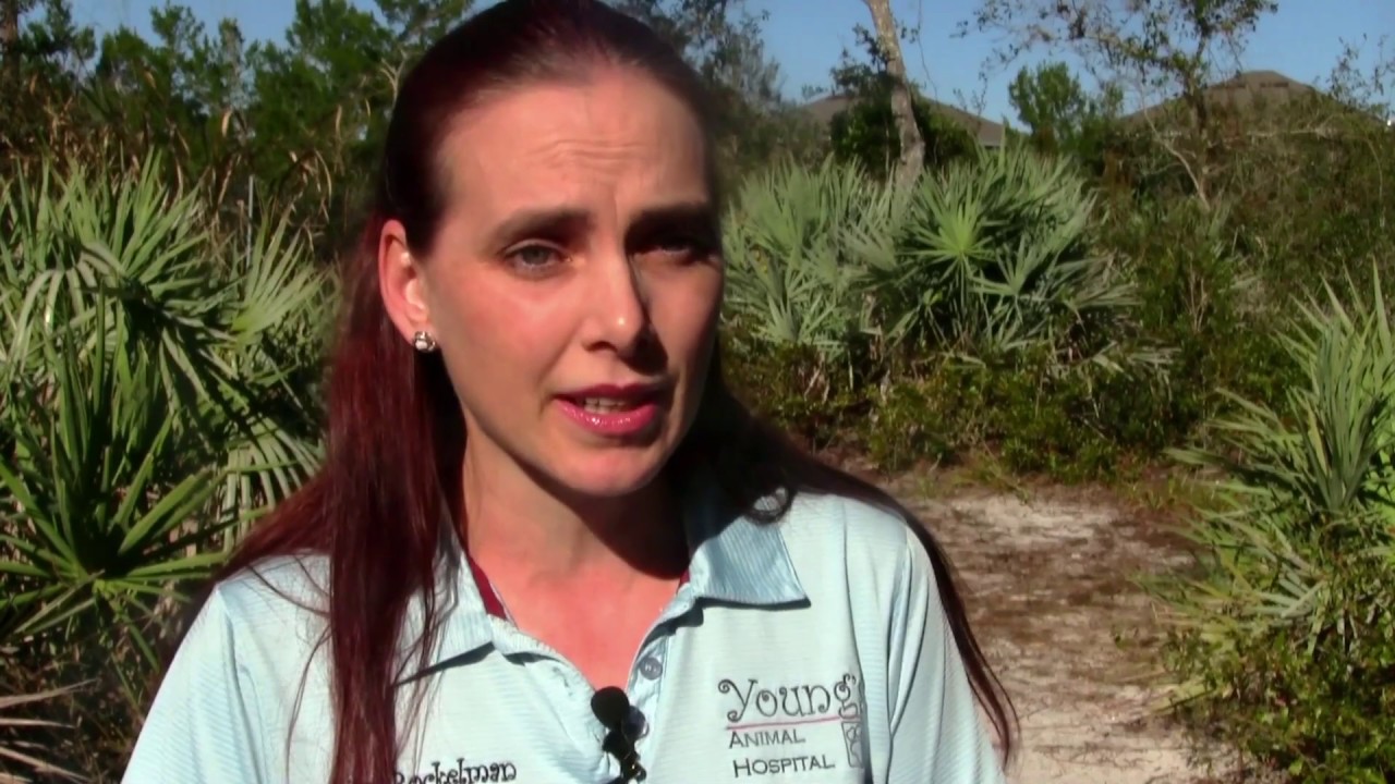 Snake Surgery Success: Ping-Pong Ball Removed By Veterinarian; Reptile ...