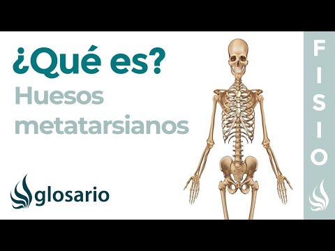 Vídeo: Definición, Función Y Anatomía De Los Huesos Metatarsianos - Mapas Corporales