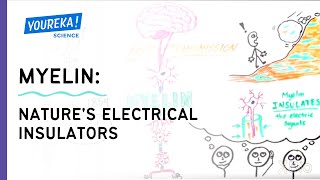 Myelin - Natures Electrical Insulators