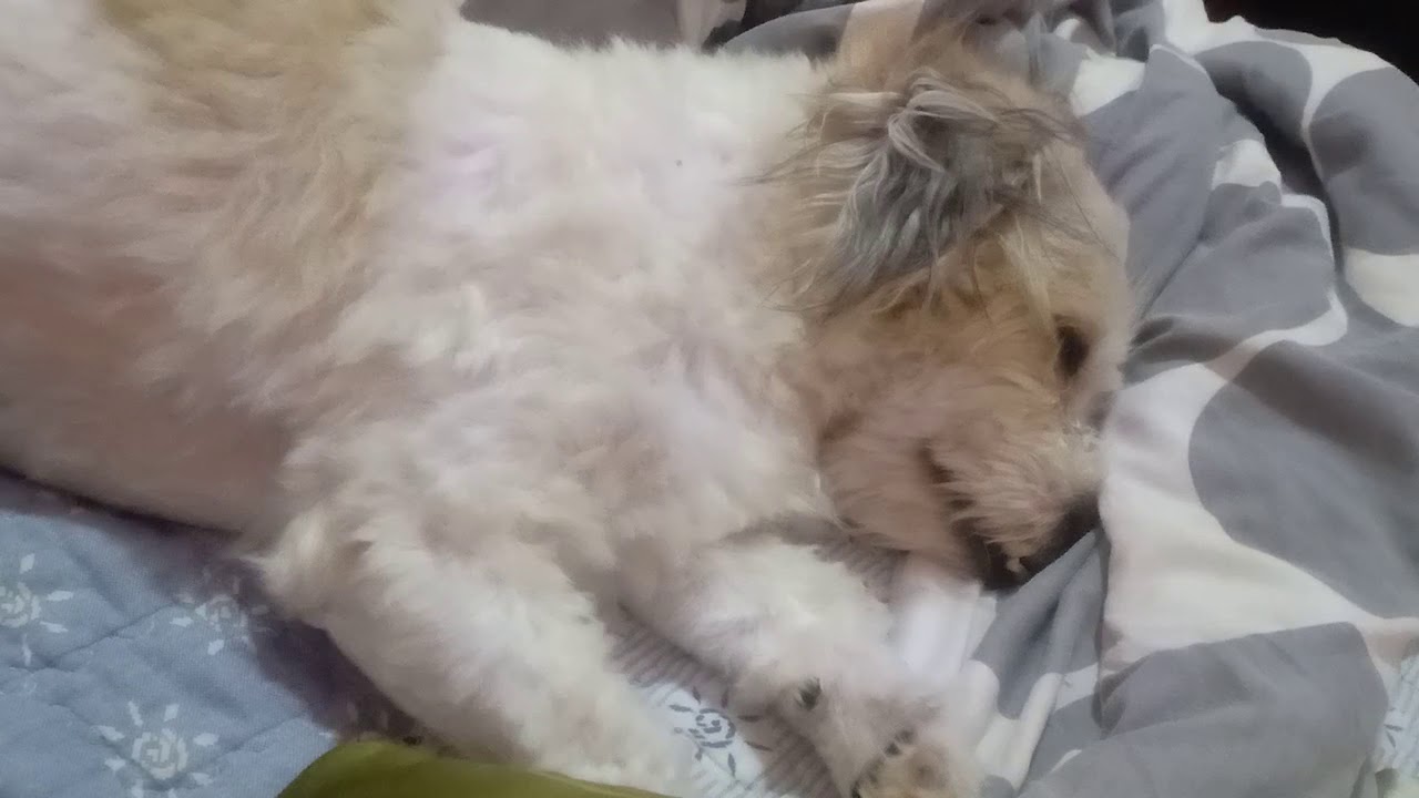my-dog-twitches-while-sleeping-youtube