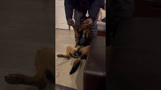 Dog getting a massage (Kelpie) funny