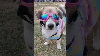 Tumsa koi Pyara❤#dog #animals #pets #viral #song #music