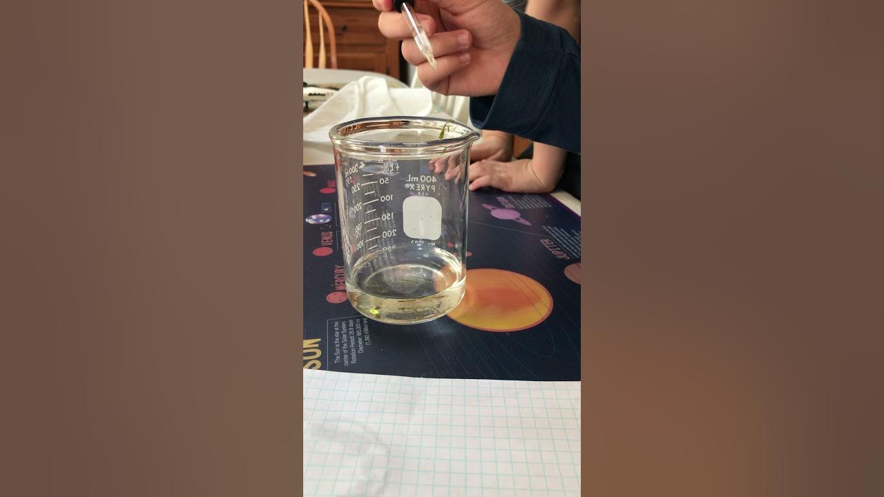 How to make a wetmount microscope slide. YouTube