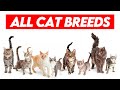 All cat breeds az visual guide to feline diversity