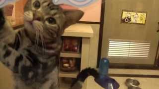 ねこぶくろ紹介動画 ～おすまし猫ちゃん編～