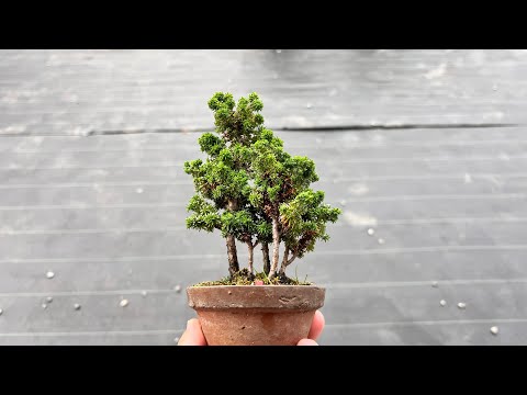 石化檜【雅】の寄せ植えを次峯鉢に入れてみた #盆栽 #bonsai - YouTube