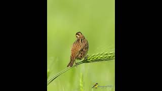 黄胸鵐 Yellow-breasted Bunting #birds #birdingparadise #wildlife #nature #birdphotography #birdwatching