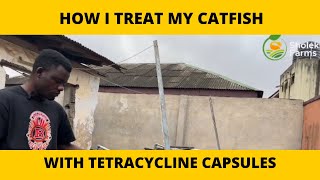 How to use the tetracycline capsule in catfish farming