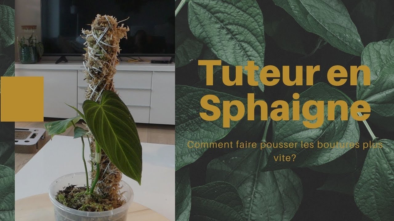 Comment utiliser la sphaigne pour ses plantes d'intérieur - TPID