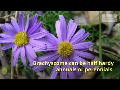 Video: Swan River Daisy Flowers: Jak pěstovat Swan River Daisy v zahradě