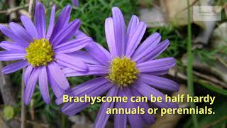 Brachycome Growing Guide By Gardenershq