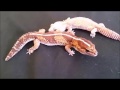 African Fat Tail Geckos!