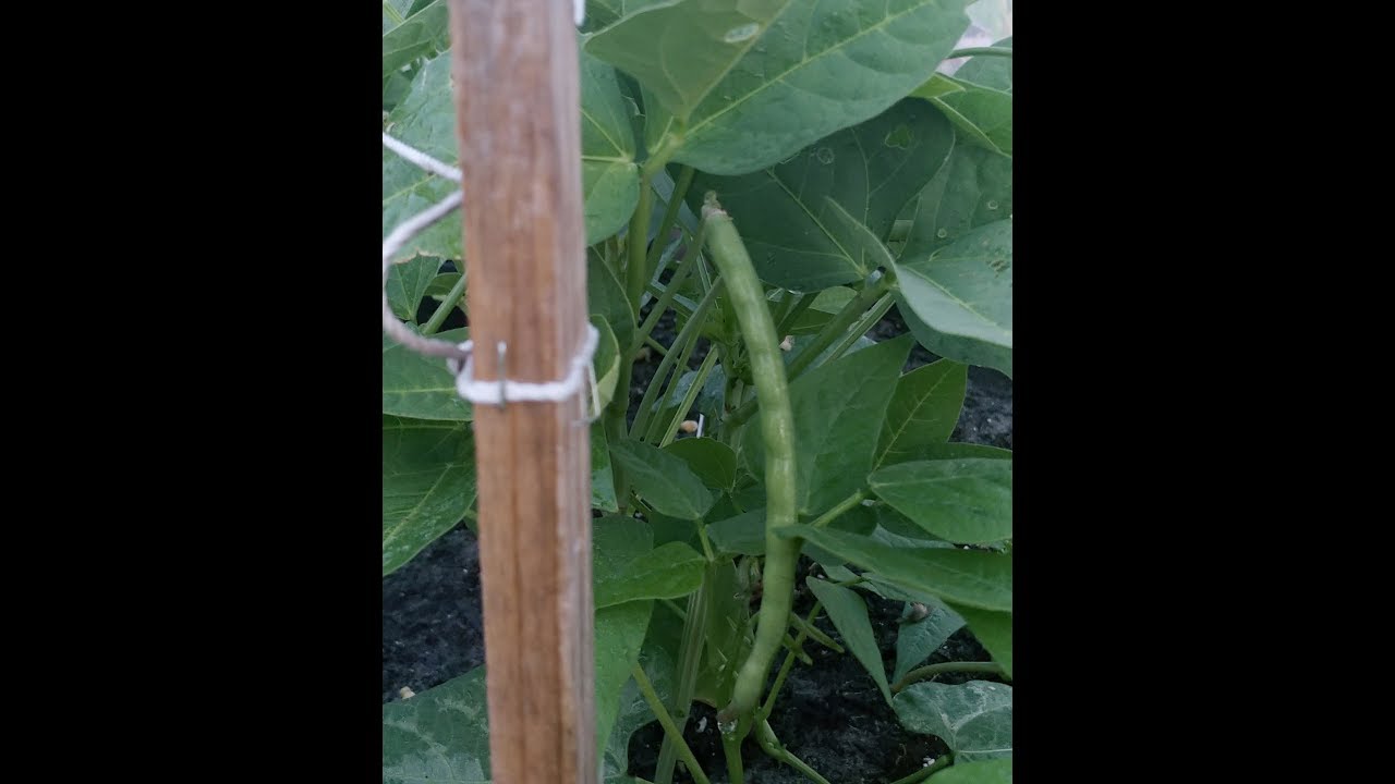 Black eyed peas are growing YouTube