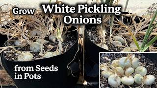 How to Grow White Pickling Onions from Seed in Pots | A Quick Guide