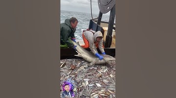 Lý Do Tại Sao Tàu Cá Bắt Được Cá Mập Lại Thả Lại Biển