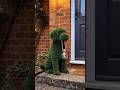 A Simple EntranceTurnedInto aGlowingGardenDog🐕#gardening#backyarddesign #outdoordesign#youtubeshorts