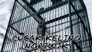 CUCAK KELING NGRIWIK❗