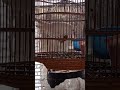 BURUNG YANG LAGI TENAR CEKERUKUK CEKERUKUK KUGERUK EMPUK JERU EMPUK JERU
