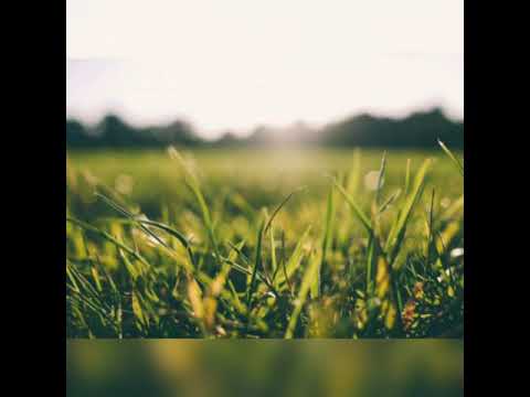 Lirik Hijau _daun tak bertepi (cover by Chika Luthfi)