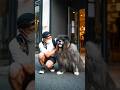 めっっっちゃ❗️デカい❗️秋田犬#ストリートスナップ#秋田犬 #秋田犬保存会 #秋田犬子犬 #秋田犬love