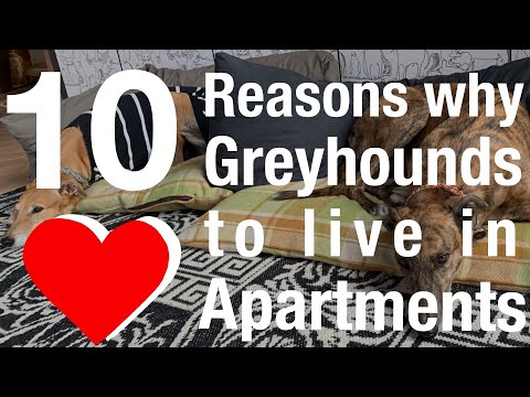 10 Reasons why Greyhounds love to live in Apartments