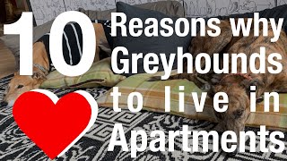 10 Reasons why Greyhounds love to live in Apartments