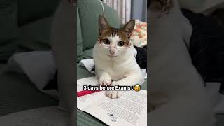 Exams  cutecat  funnycat exams  funnycat  kunanta youtubeshorts