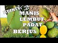 BUAH RARE KUINI PUNYA AROMA SANGAT WANGI KUAT