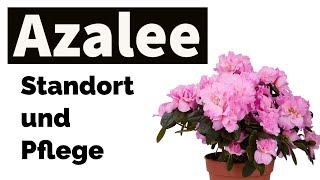 Azalea - Care and Location