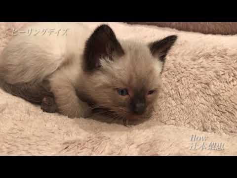 【ヒーリングデイズ 2】#16 flow / 辻本梨恵