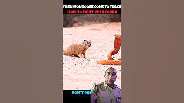 Mongoose Teach Fight to Squirrels  #viralshorts​ #viralytshorts​ #shorts​ #ytshorts​ #wildlife​ #anm