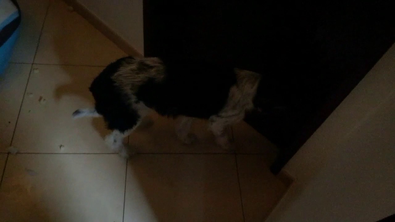 Thug Life Dog destroys bed YouTube