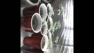 GYOB.tv-F1 Party Cup Grow pt.3