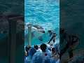FISH&👏👆🐬😱❤️#fishing #fishstarter #shortvideofish #shortsfisheavideo🌊 #shortvideo #🌊👏👆🐬😱❤️