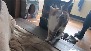 母に構って欲しい娘猫がピーピーうるさい