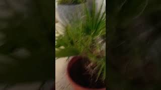Nice One Plant short yt