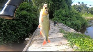 pescando y explorando en quebrada llena de doradas y jaboneros(nuevos lugares hermosos)