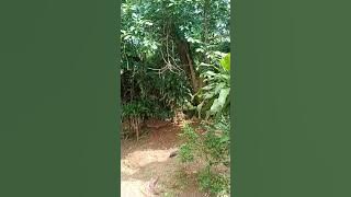 keris tosan aji #ki Adityawarman pursel banyumas