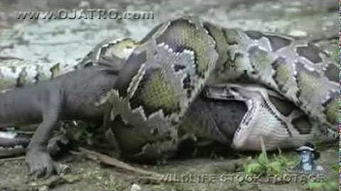 Python eats Alligator 02, Time Lapse Speed x6