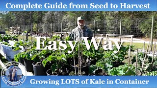 How to Grow LOTS Kale in Containers, from Seed to Harvest