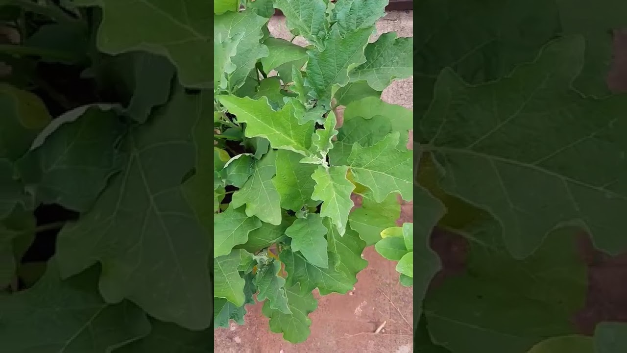 yay, buds have started forming in my brinjal plants