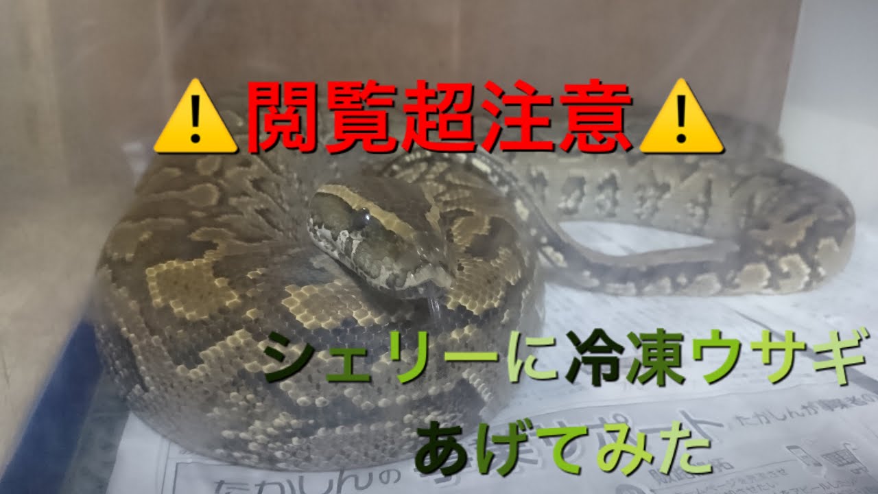 アフリカニシキヘビ、シェリーの食事 Feeding to the African rock