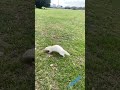 補一下我家Casper華麗的跑步影片Casper’s gorgeous running video😌 #ferret #雪貂姐弟 #寵物 #animals #pets #可愛い #cute #日常