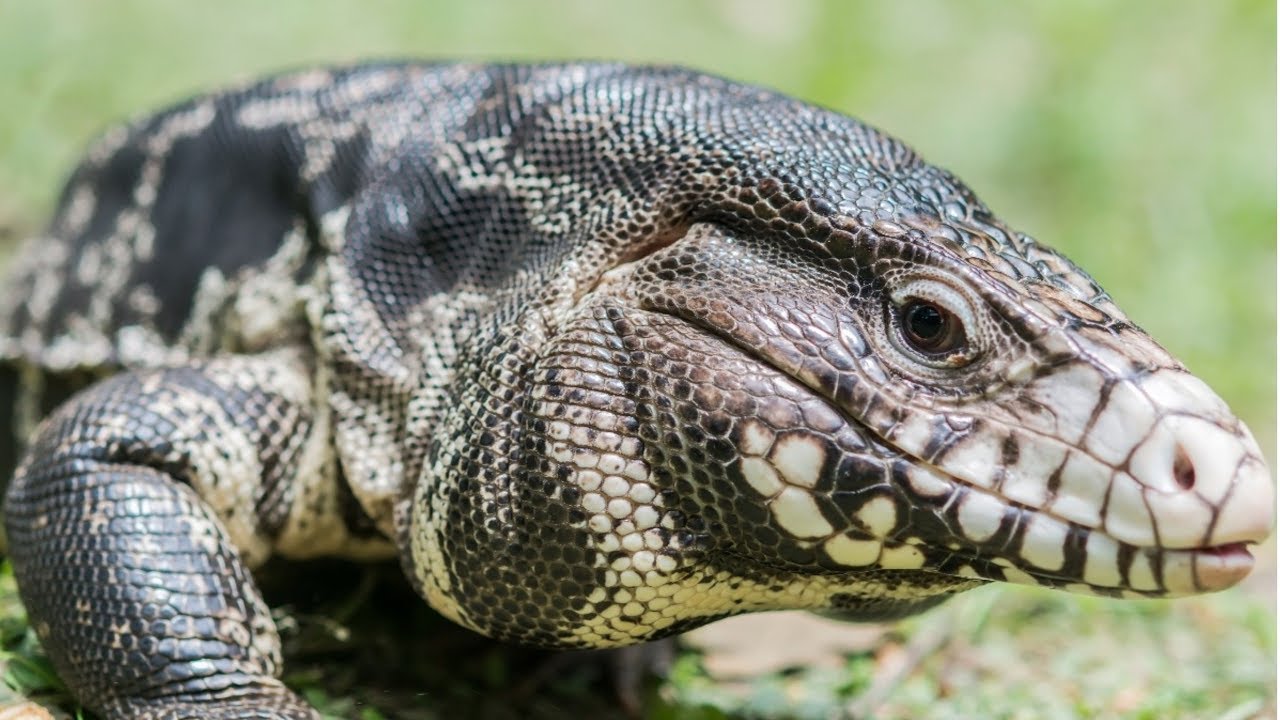 lagarto da espécie Salvator merianae