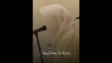 سورة إبراهيم #الشيخ_ناصر_القطامي #المصحف #لايك #اكسبلور