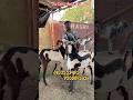 African Boer goat ￼￼beetle Bakra ￼￼in Jharkhand available in Dhanbad #goat #shorts #trending